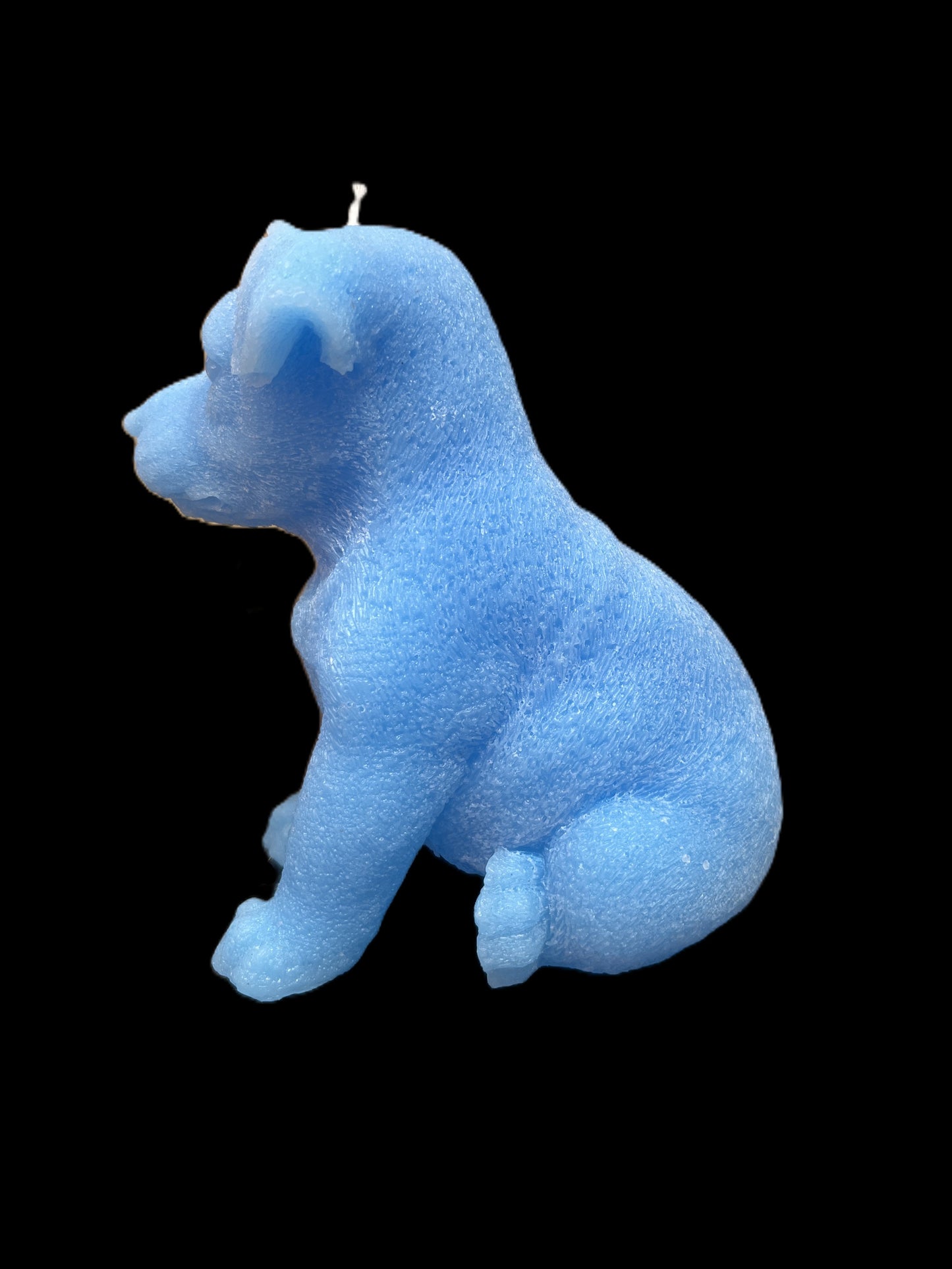 JACK RUSSELL azzurro