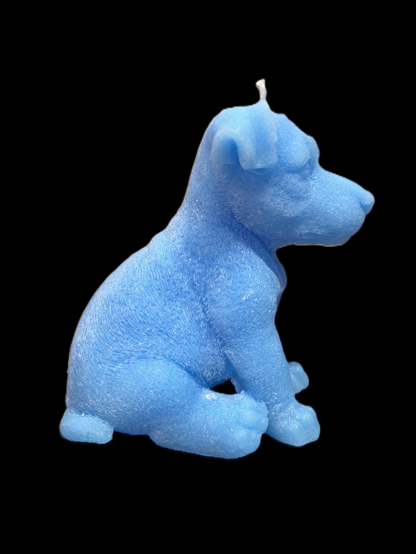 JACK RUSSELL azzurro