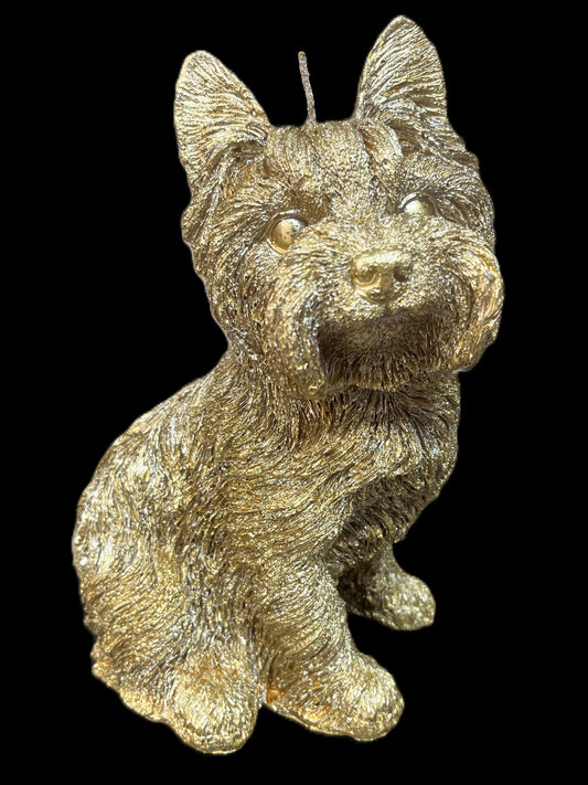 YORKSHIRE TERRIER oro