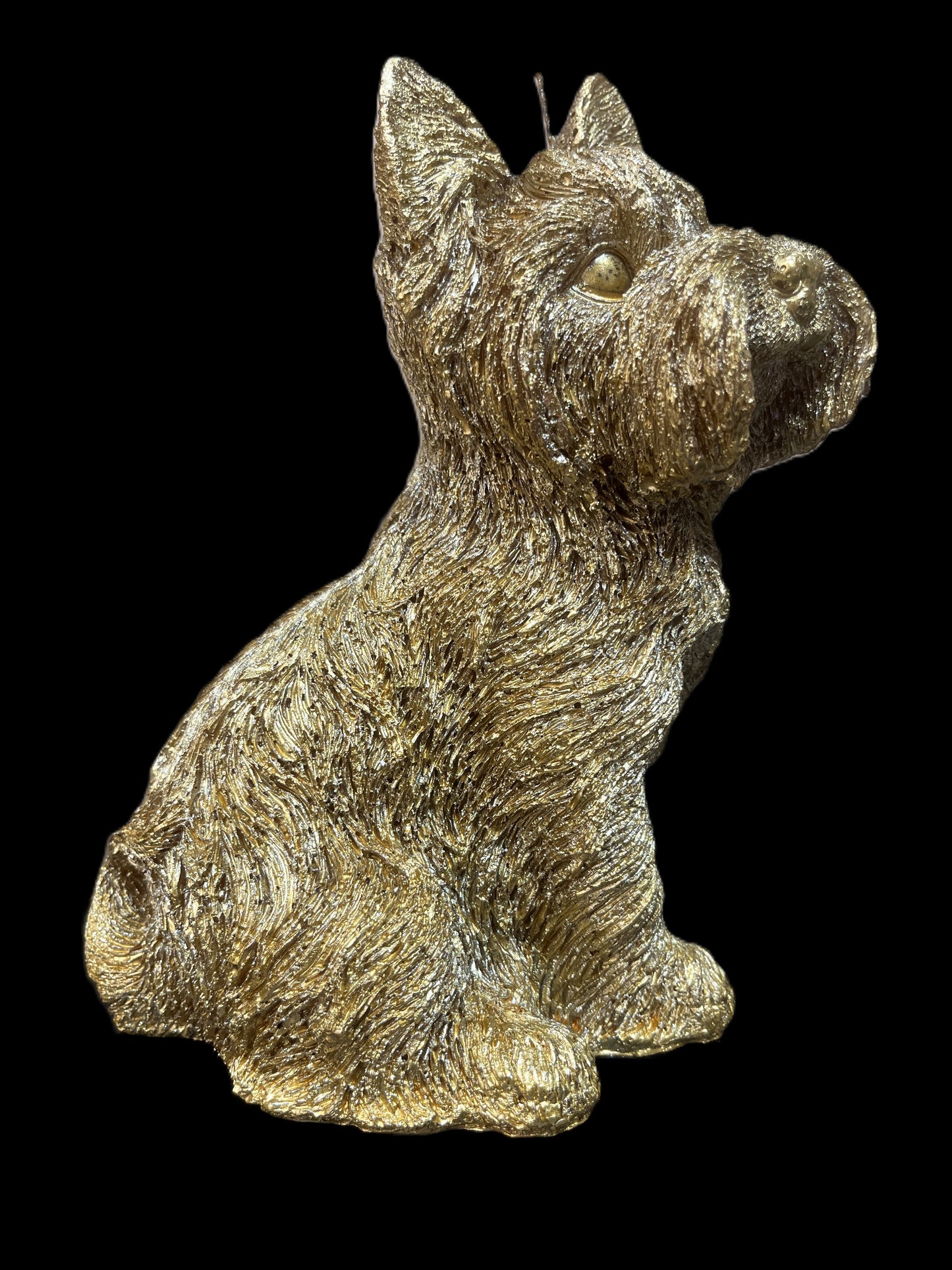 YORKSHIRE TERRIER oro