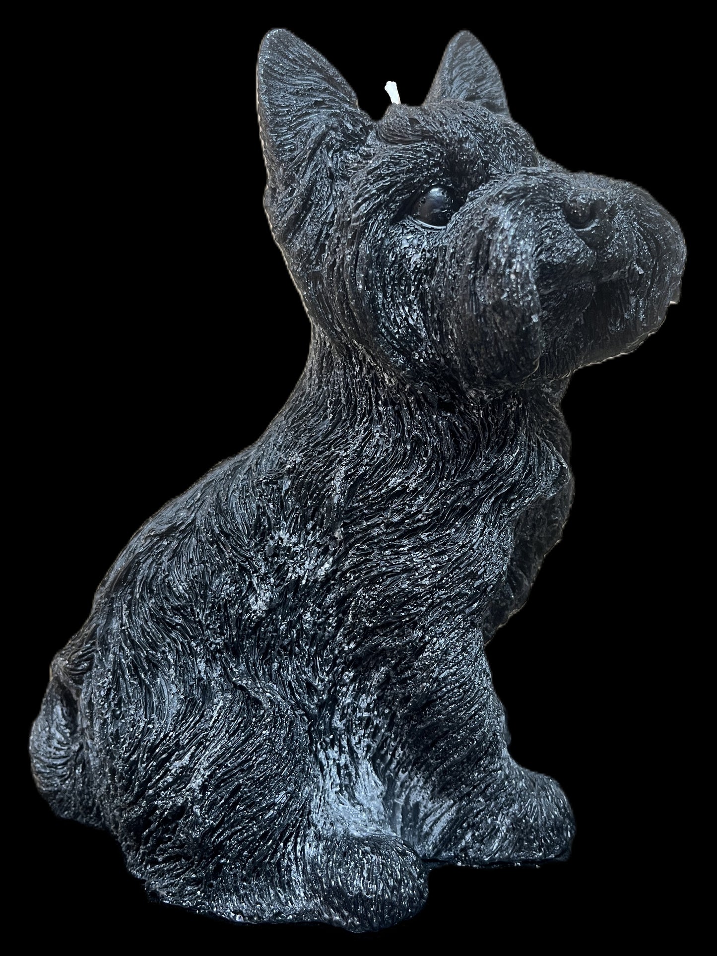 YORKSHIRE TERRIER nero