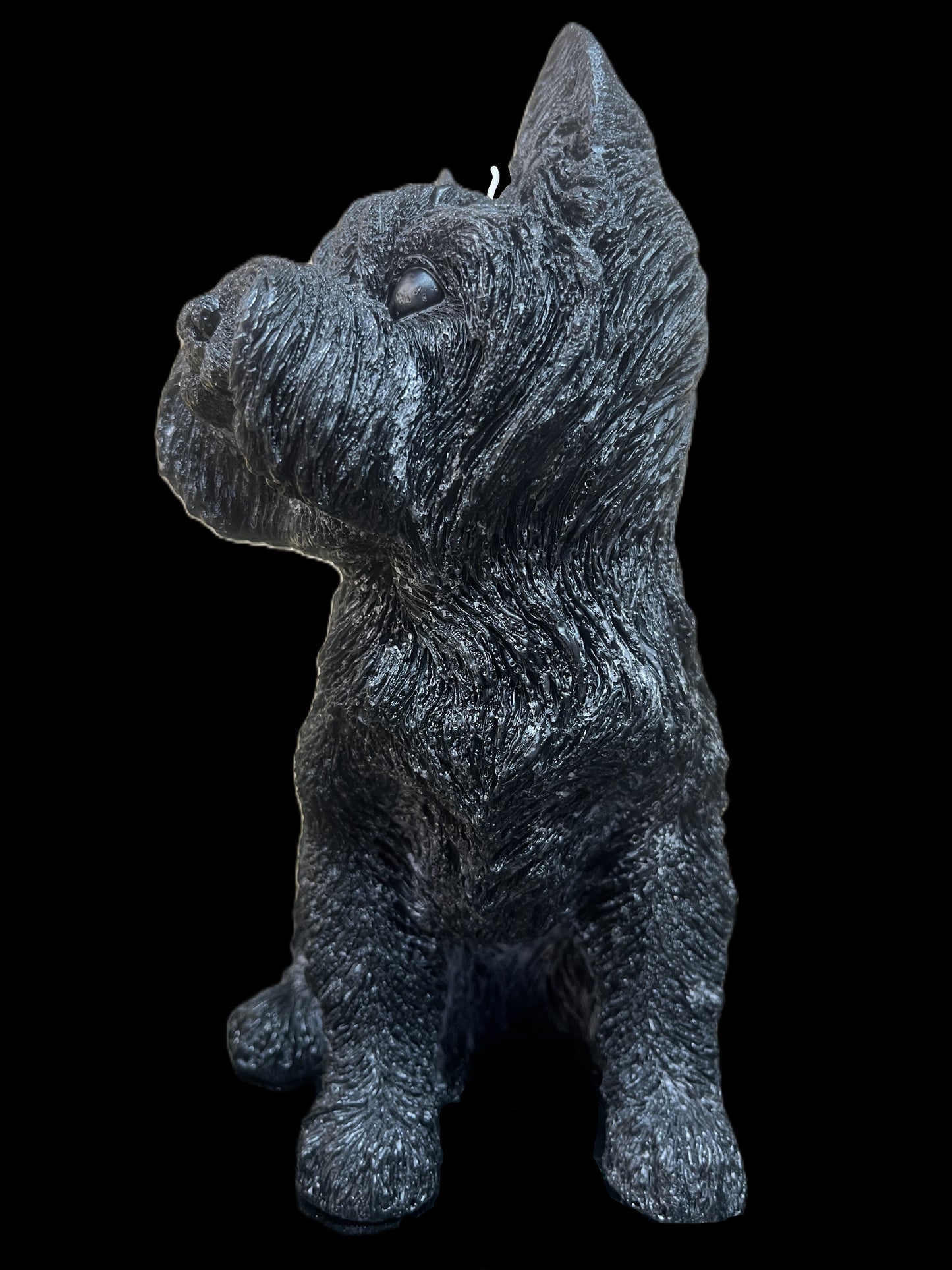 YORKSHIRE TERRIER nero