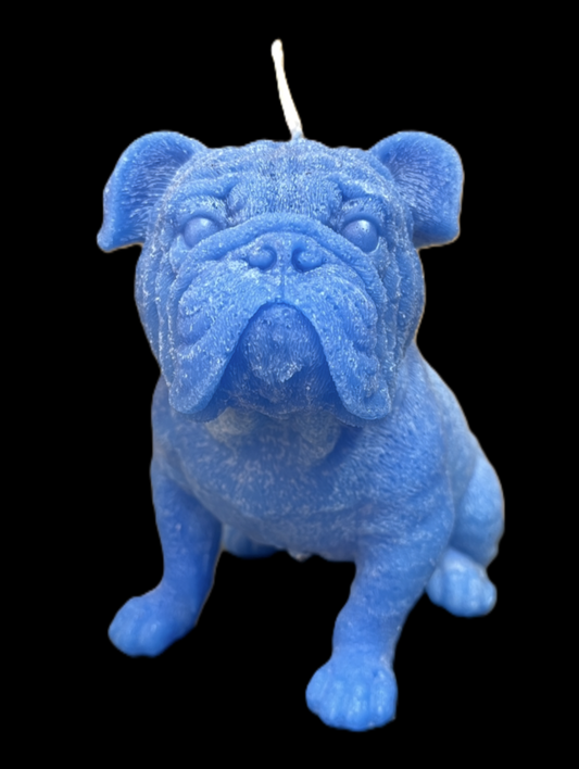 BULLDOG INGLESE blu