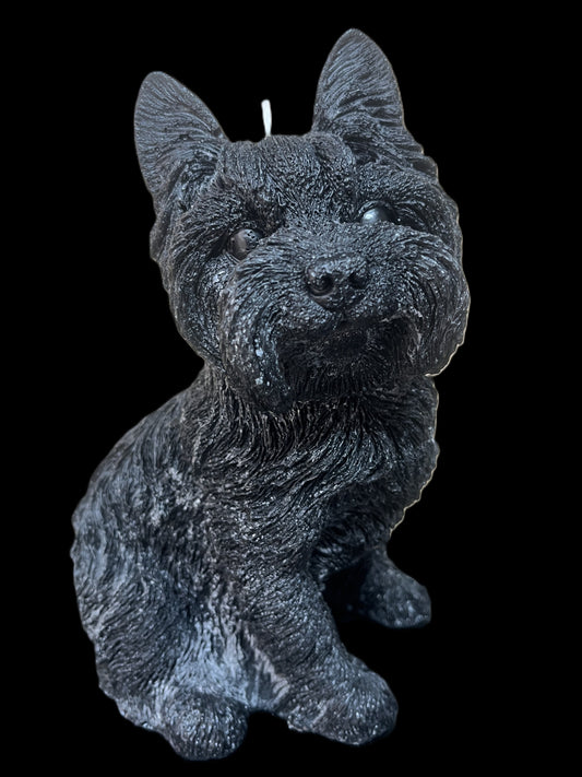 YORKSHIRE TERRIER nero