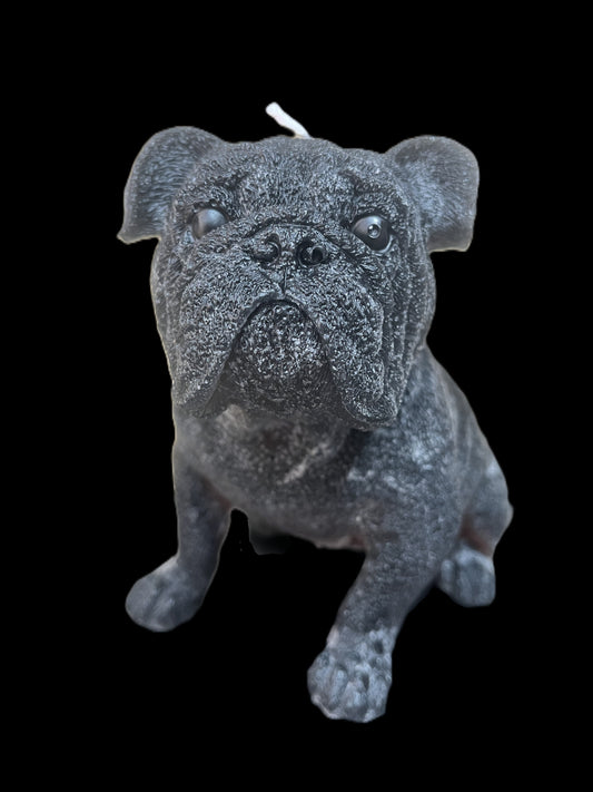 BULLDOG INGLESE nero