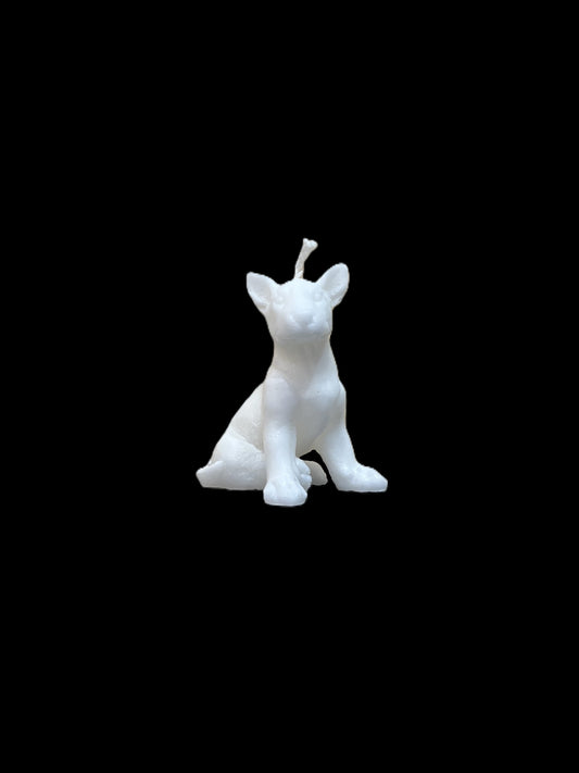 BULL TERRIER bianco