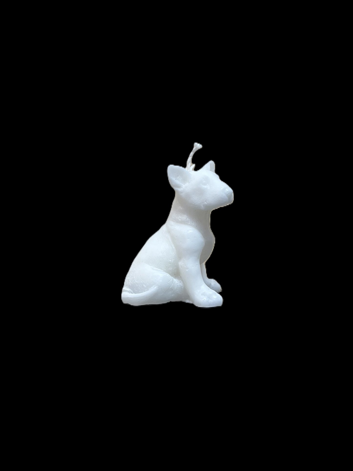 BULL TERRIER bianco