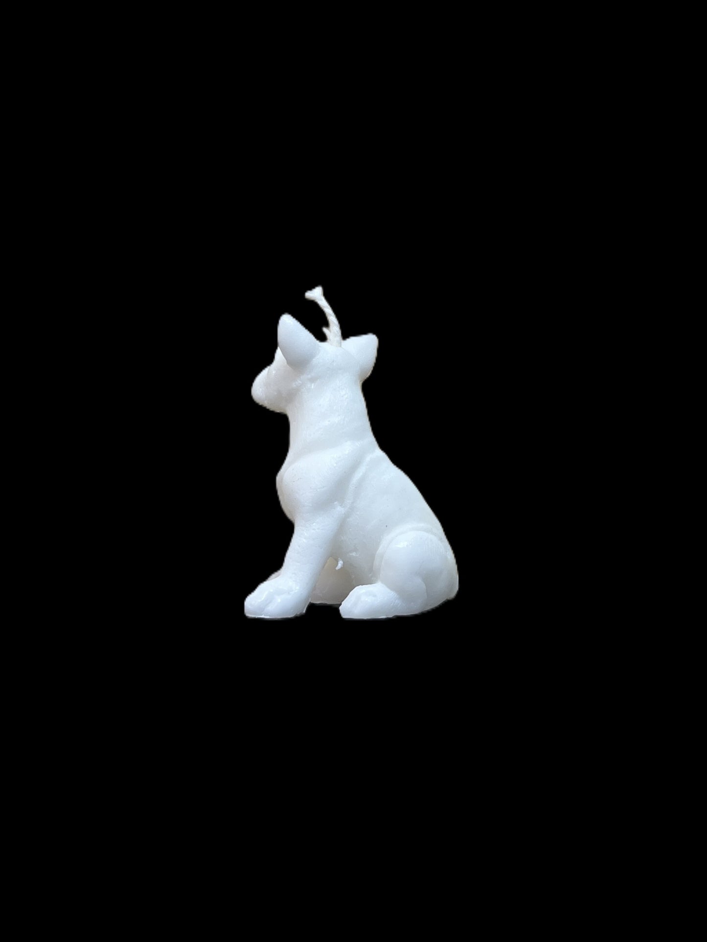 BULL TERRIER bianco