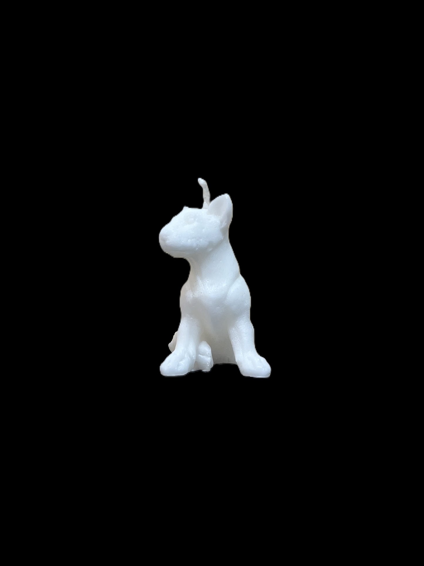 BULL TERRIER bianco
