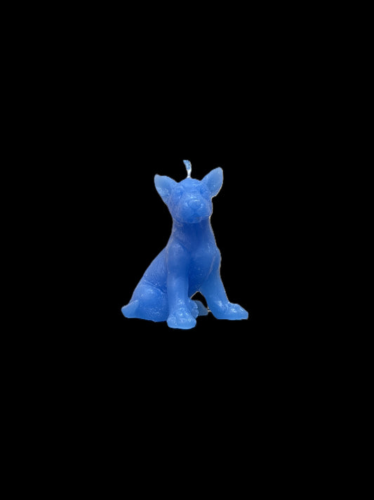 BULL TERRIER azzurro