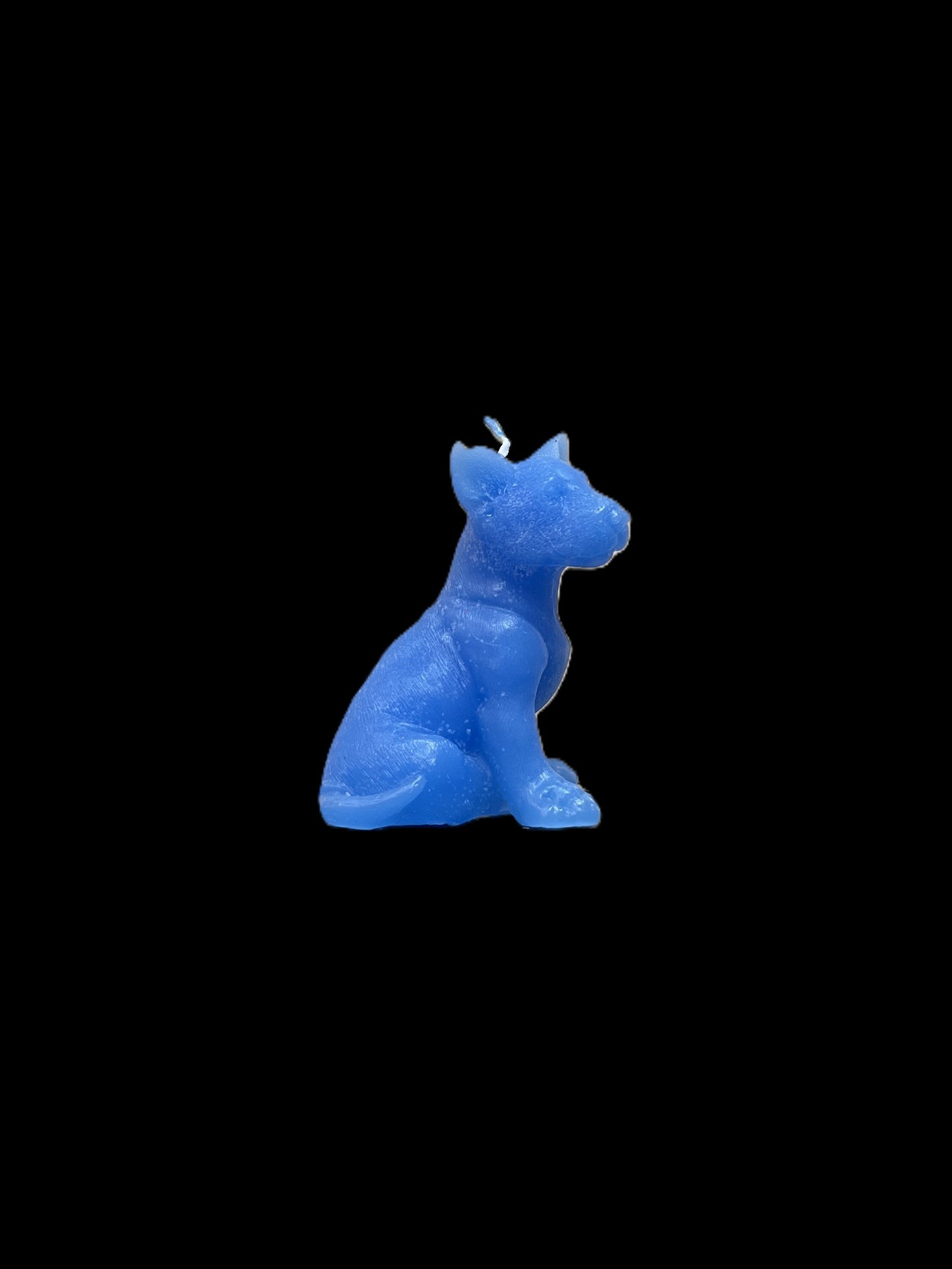 BULL TERRIER azzurro