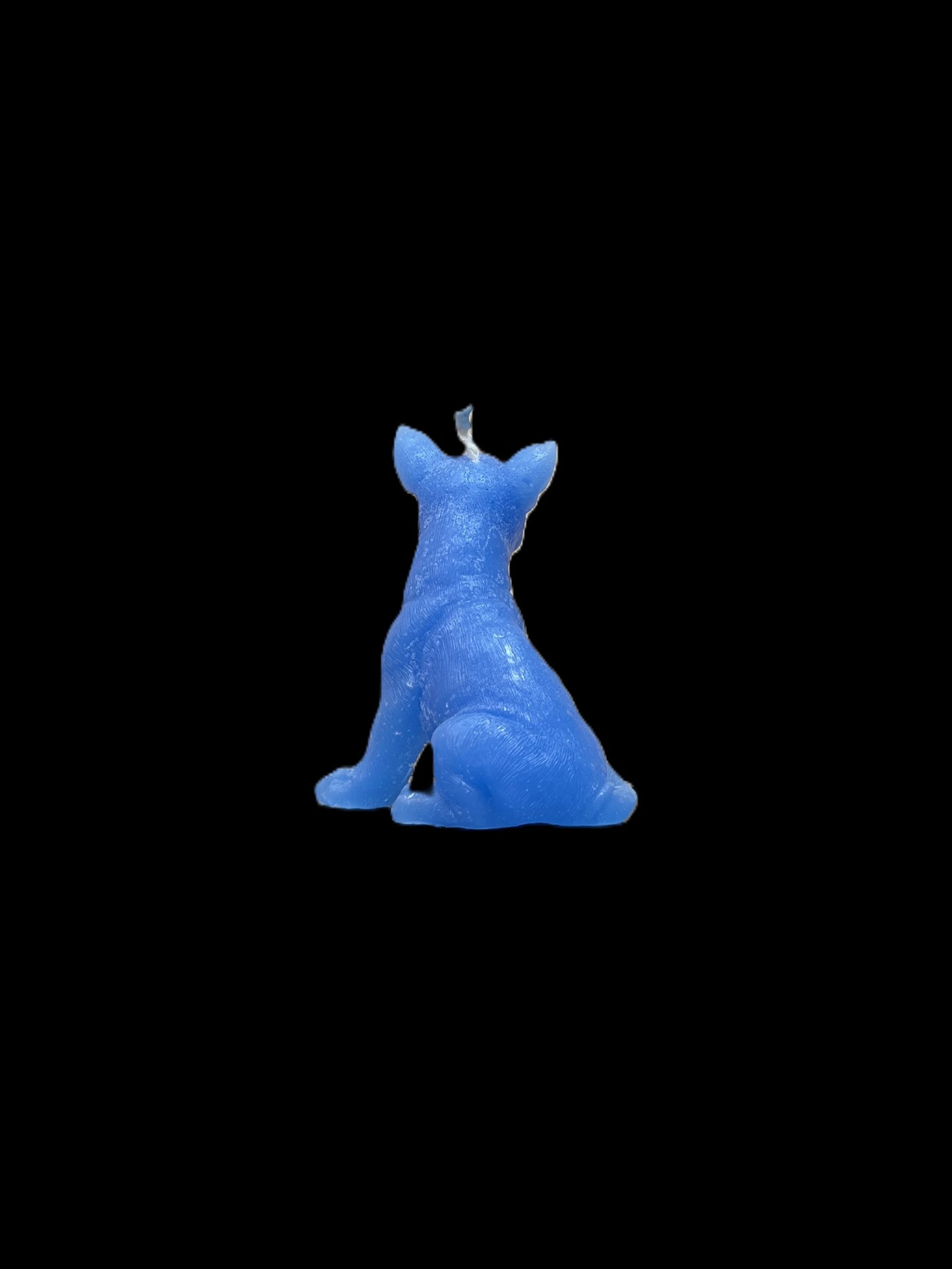 BULL TERRIER azzurro