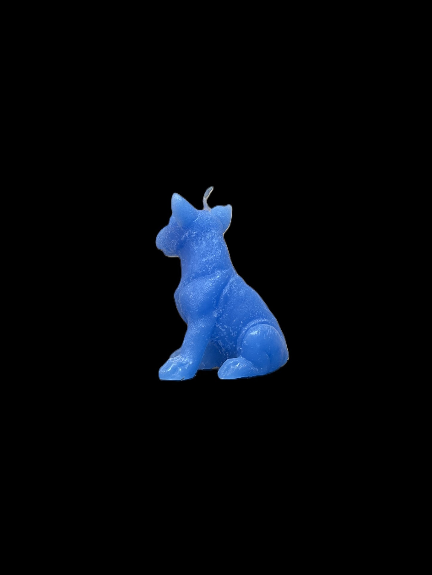 BULL TERRIER azzurro