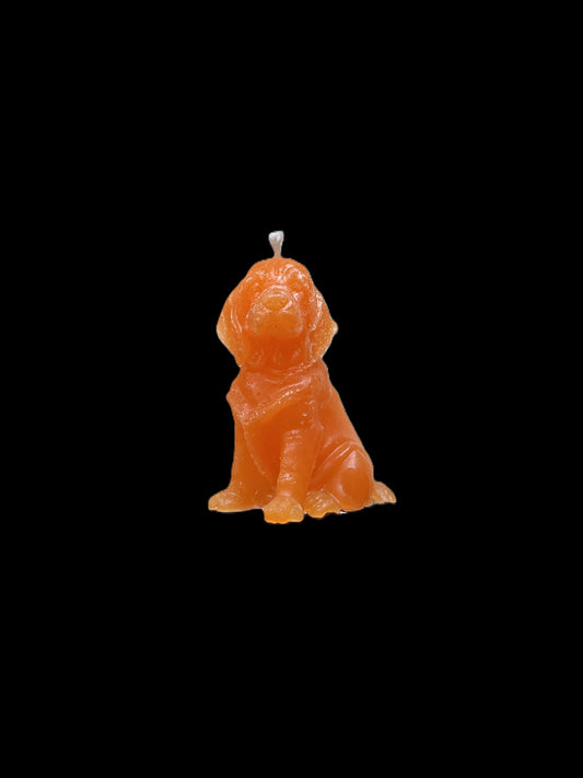 BLOODHOUND arancione