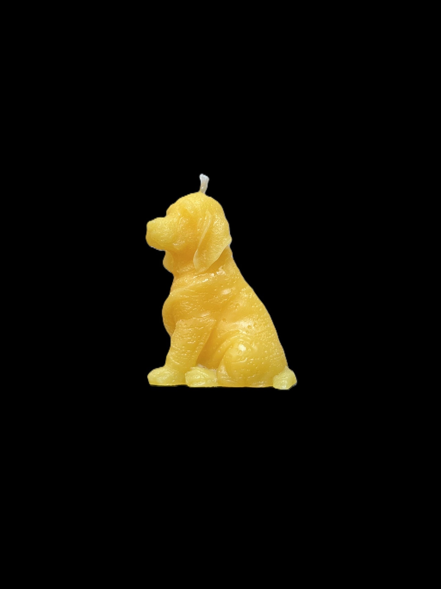 BLOODHOUND giallo