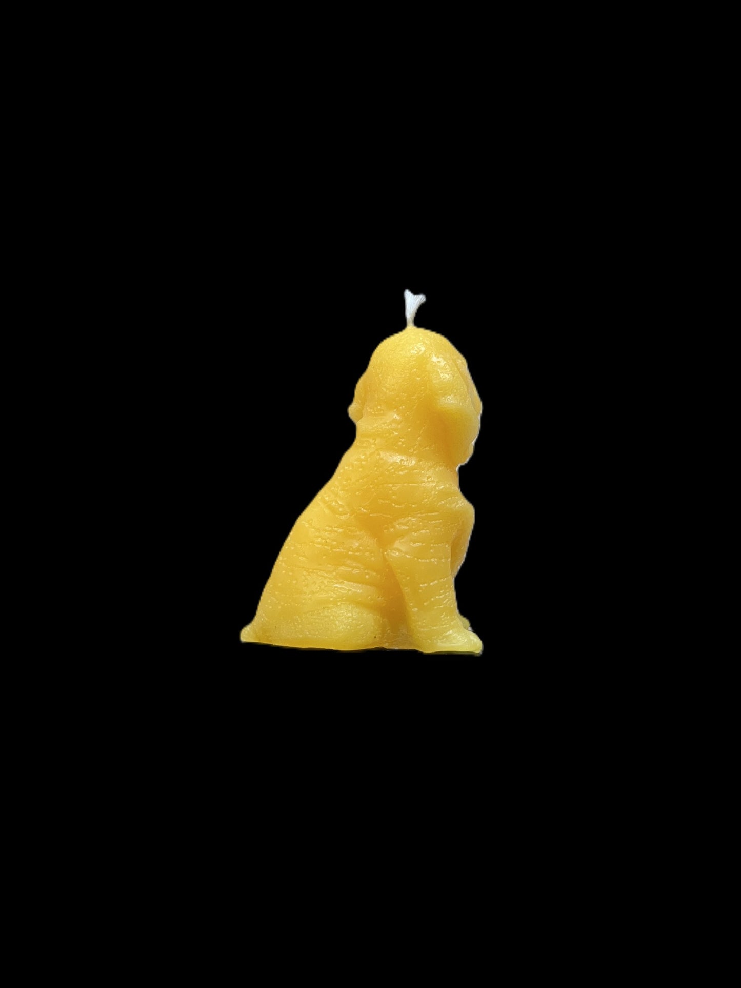 BLOODHOUND giallo