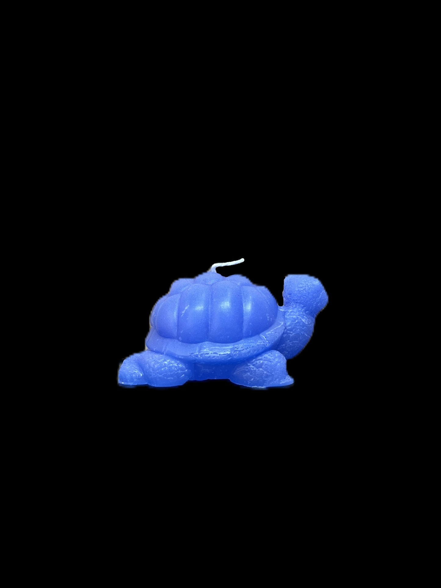TARTARUGA DI TERRA viola