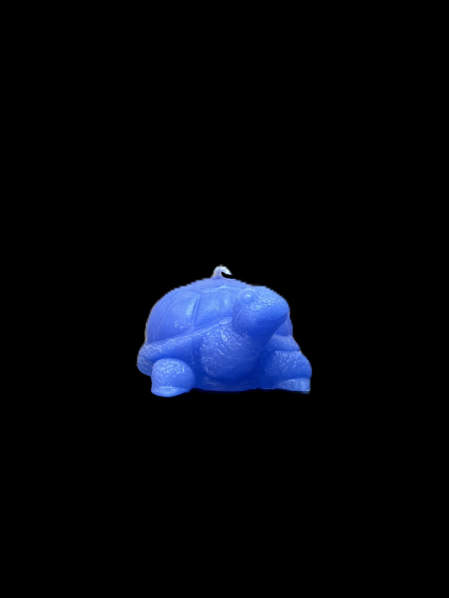 TARTARUGA DI TERRA viola