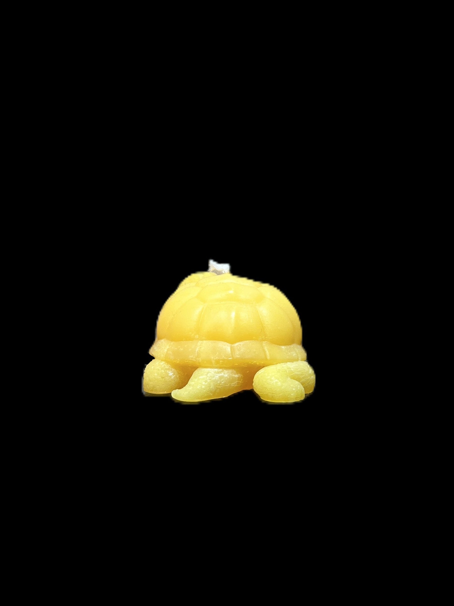 TARTARUGA DI TERRA giallo