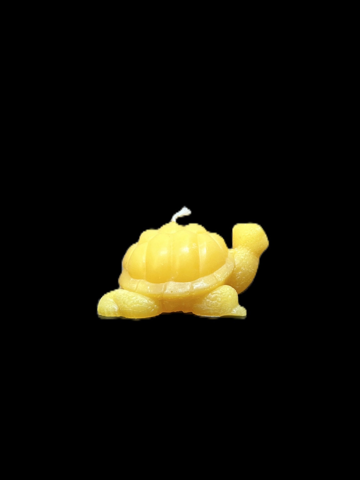 TARTARUGA DI TERRA giallo