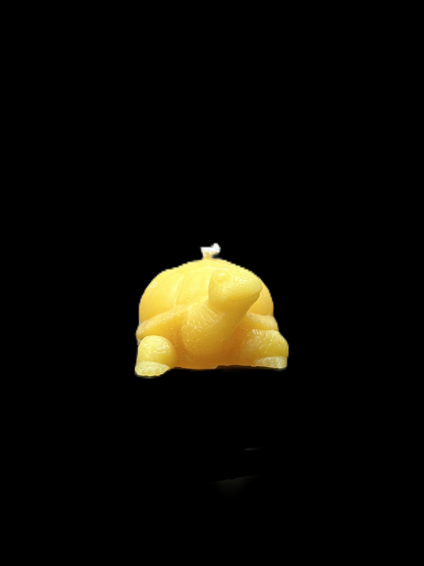 TARTARUGA DI TERRA giallo