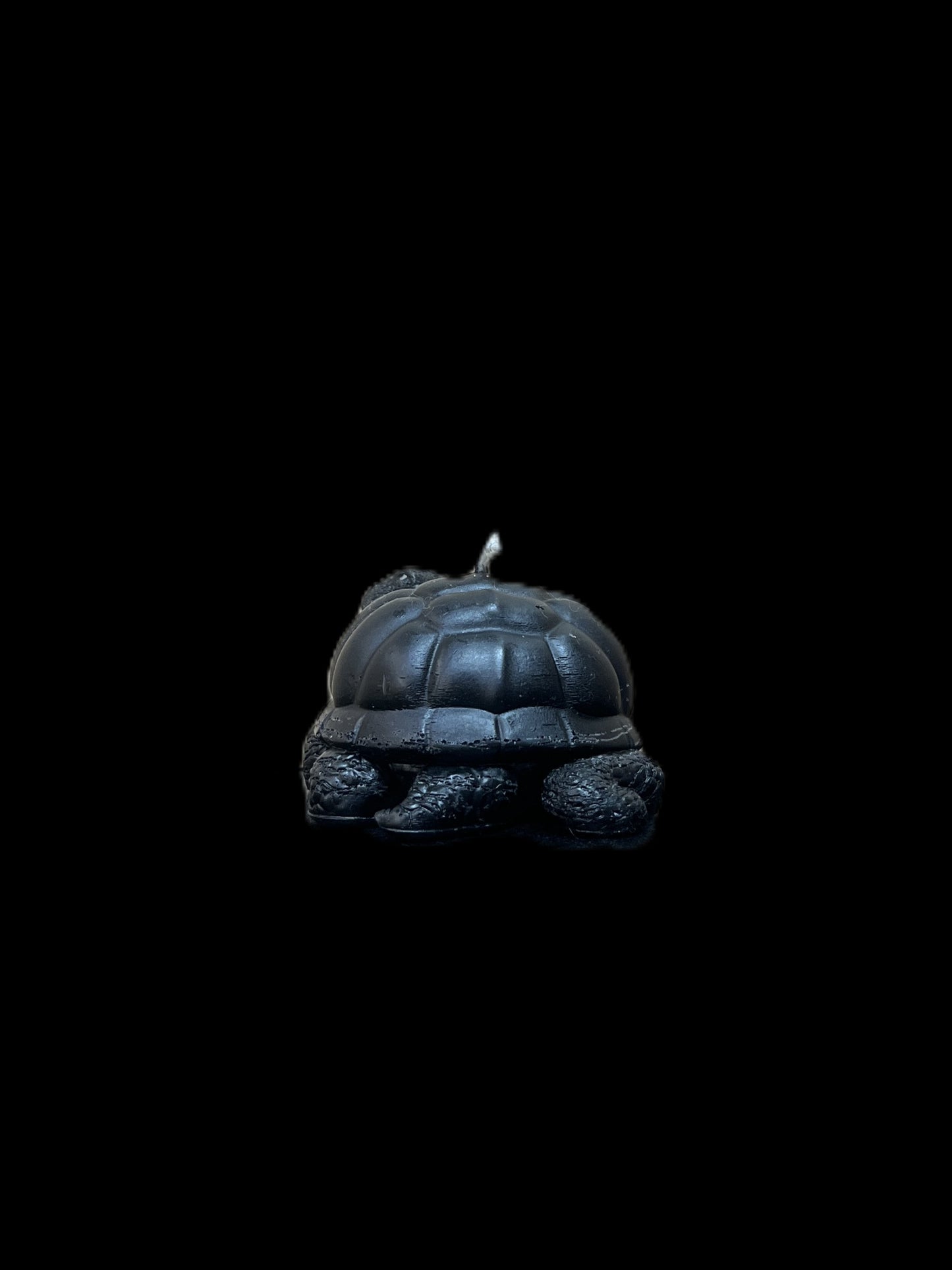 TARTARUGA DI TERRA nero