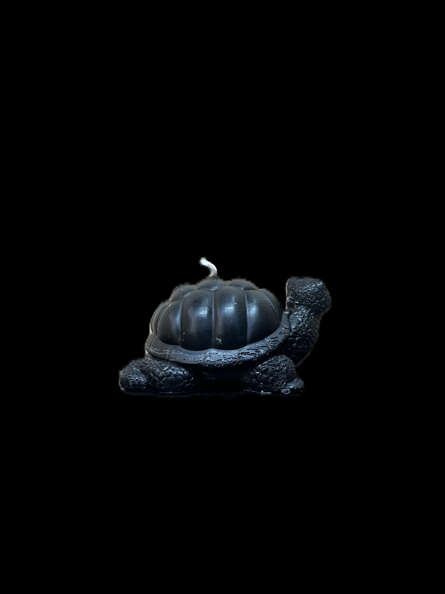 TARTARUGA DI TERRA nero