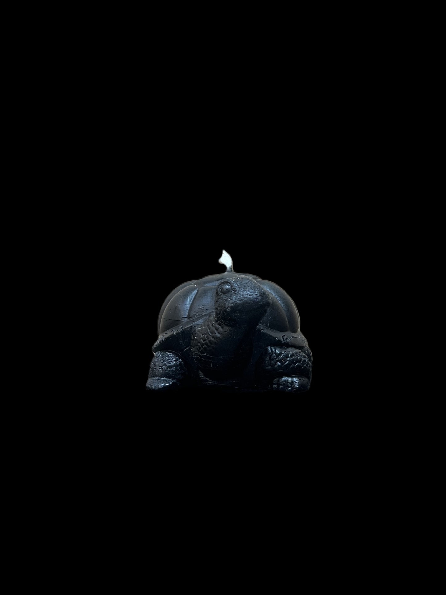 TARTARUGA DI TERRA nero