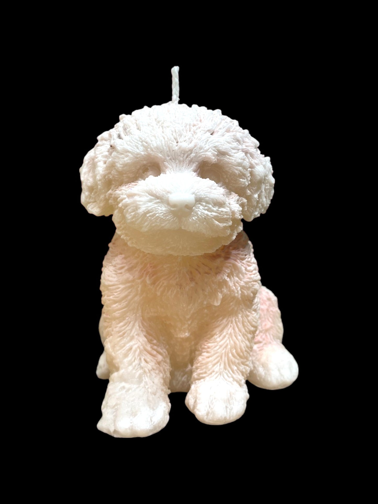 MALTIPOO bianco