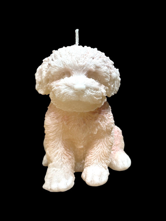 MALTIPOO bianco