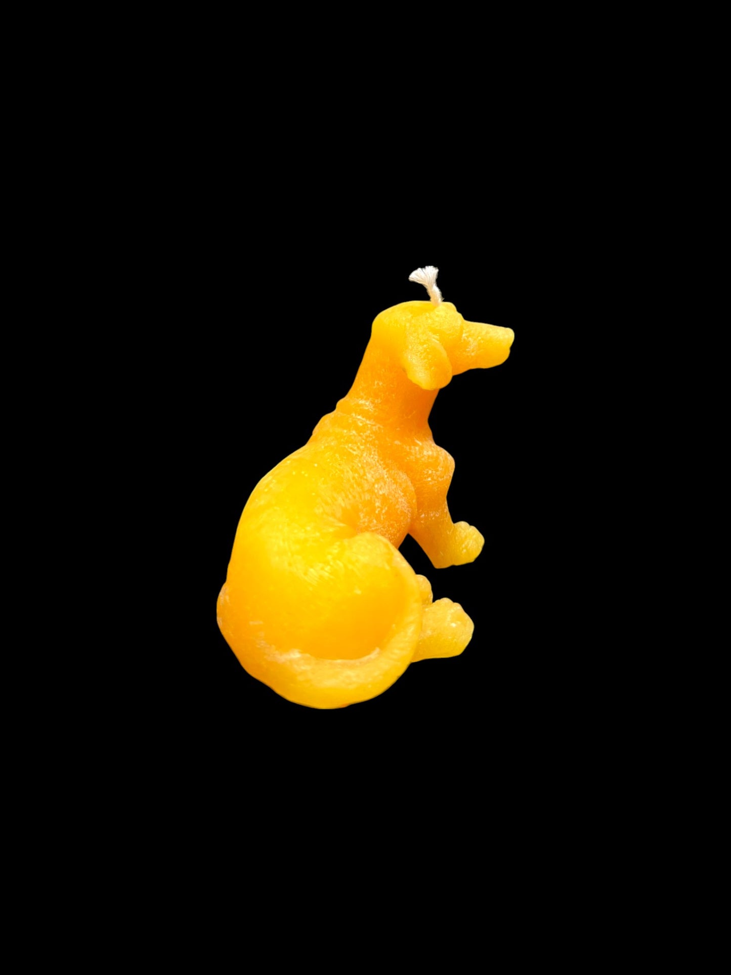 BASSOTTO giallo