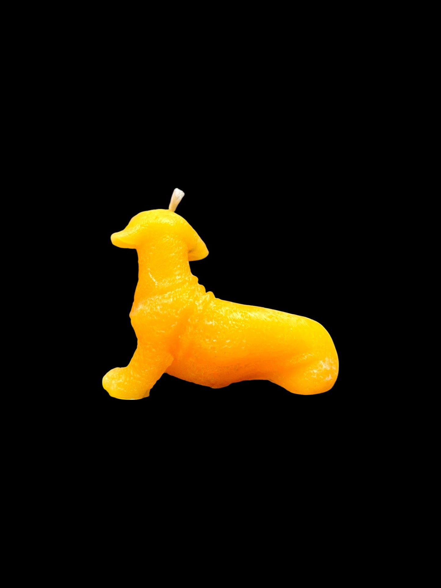 BASSOTTO giallo
