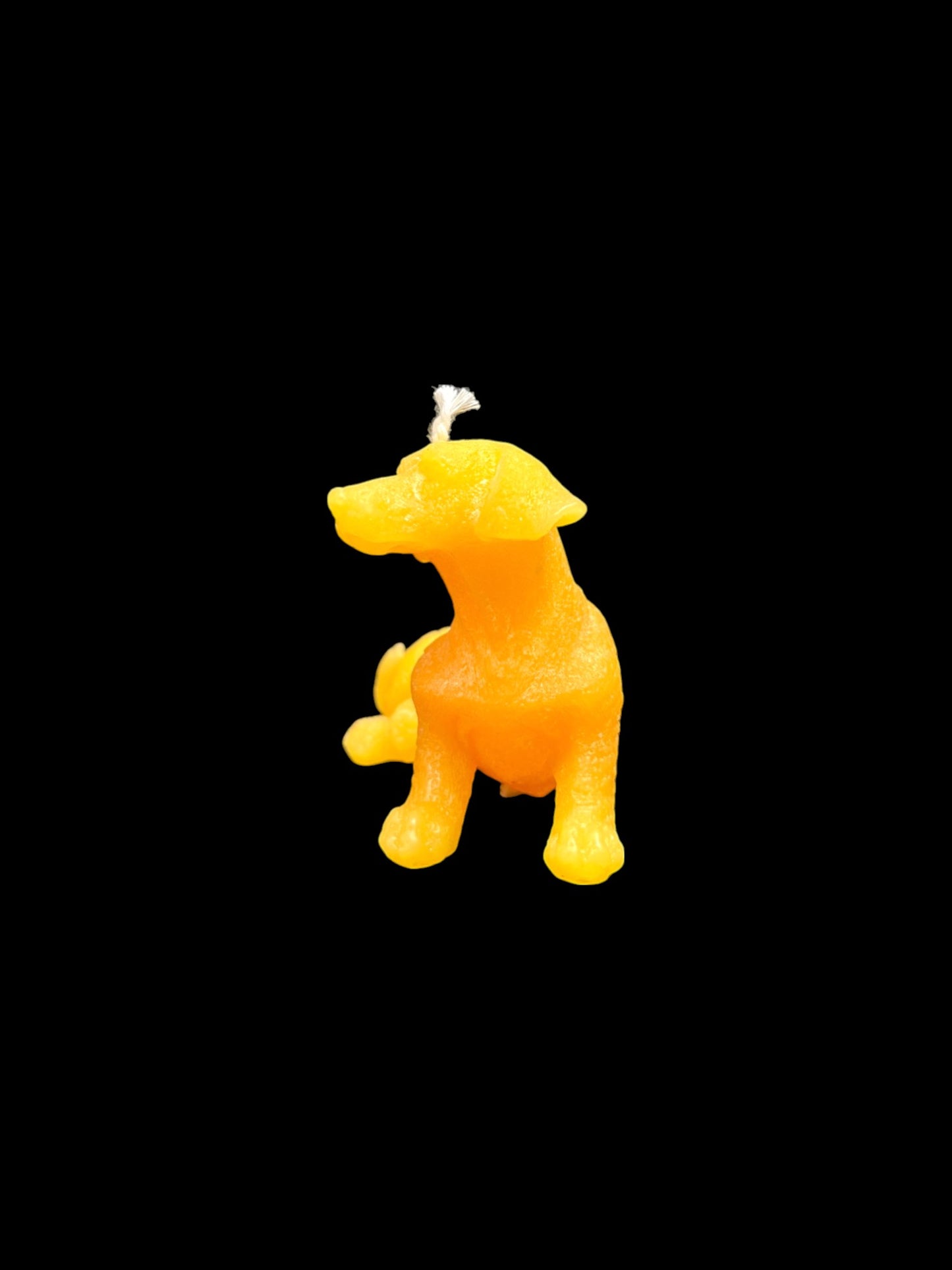 BASSOTTO giallo