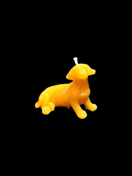BASSOTTO giallo