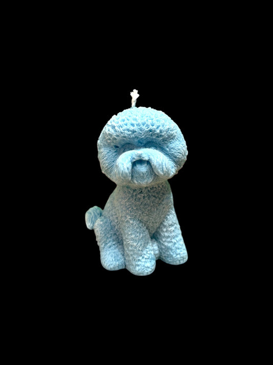 BICHON FRISÈ azzurro