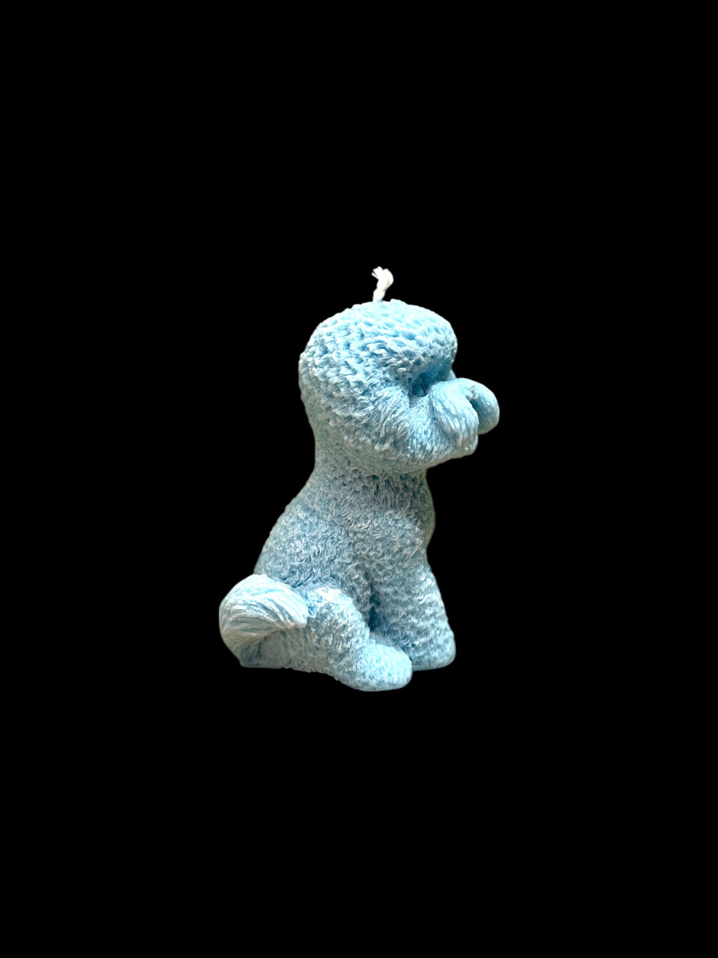 BICHON FRISÈ azzurro