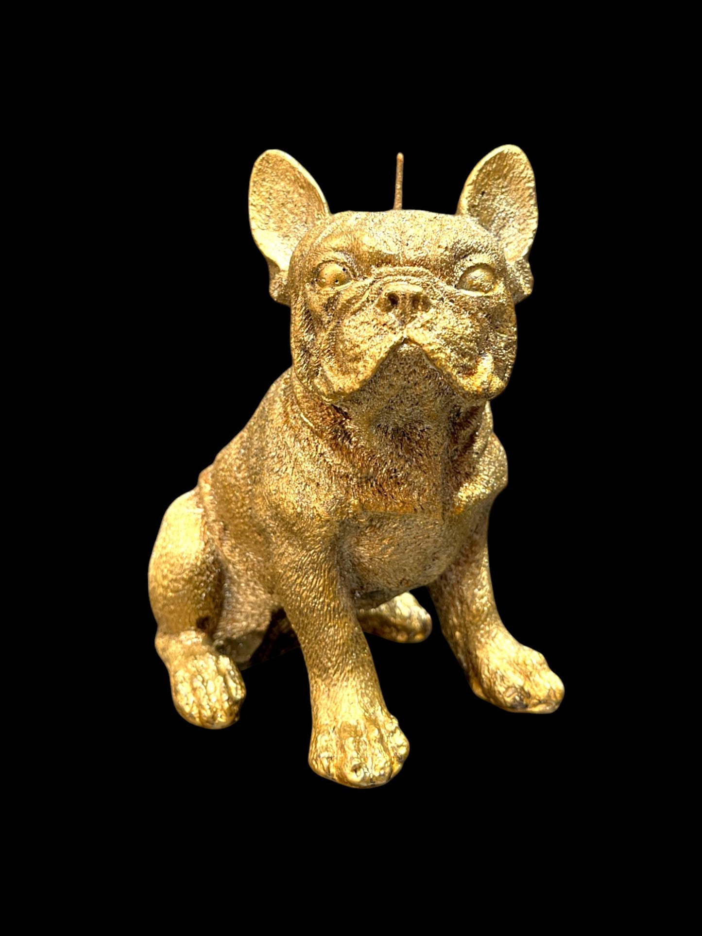 BULLDOG grande oro