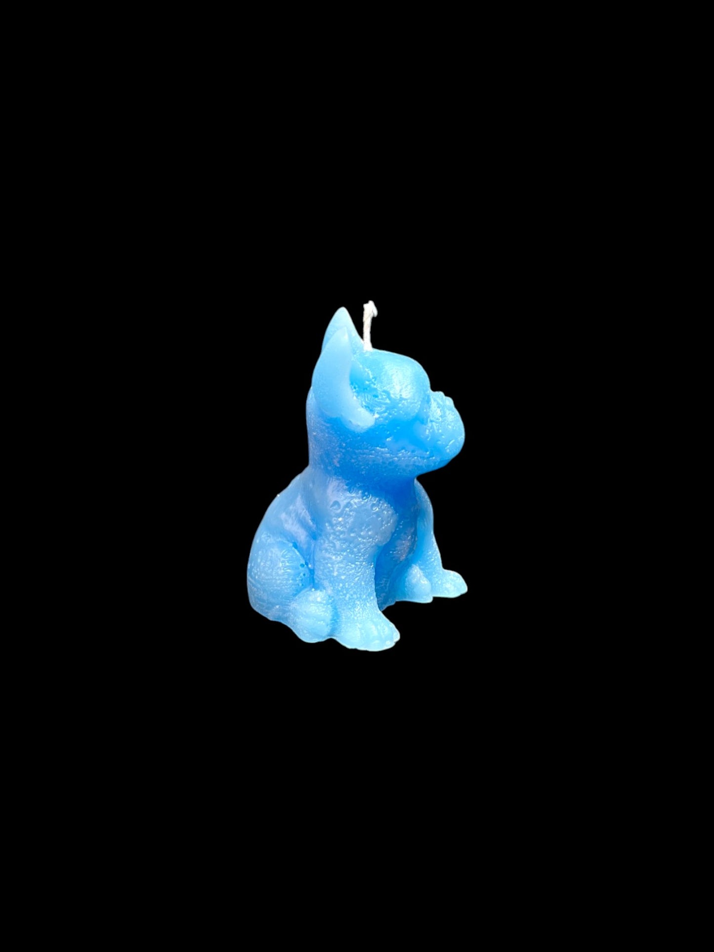 BULLDOG azzurro