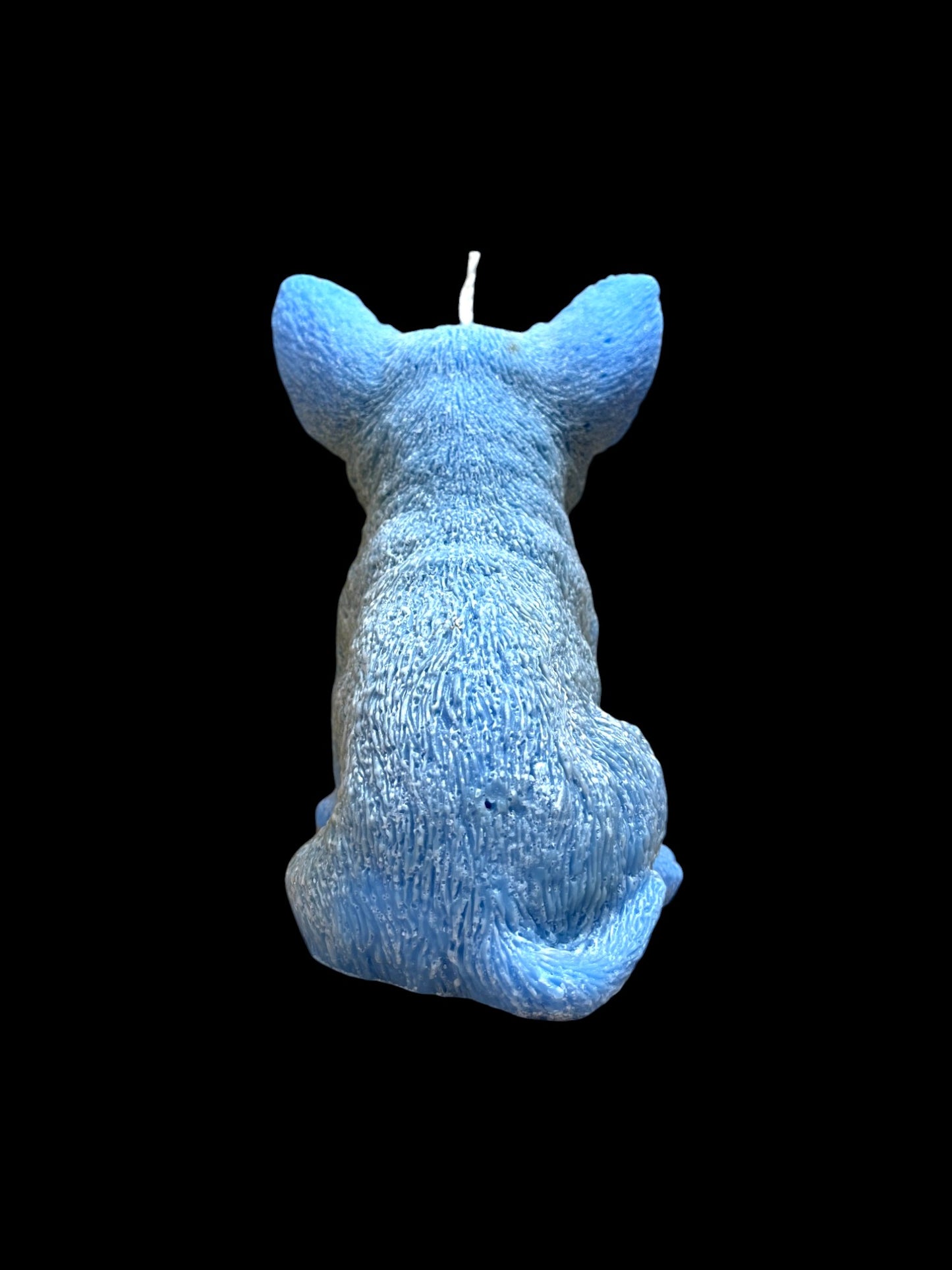 CHIHUAHUA blu