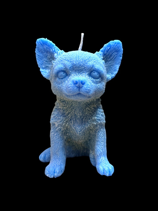 CHIHUAHUA blu
