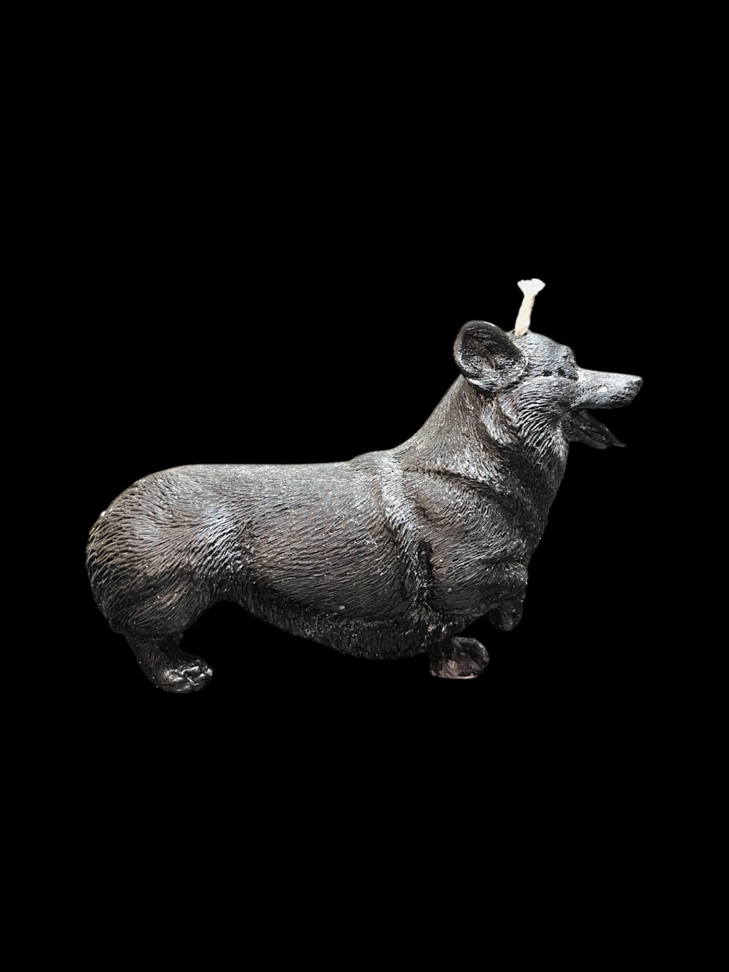 CORGI nero