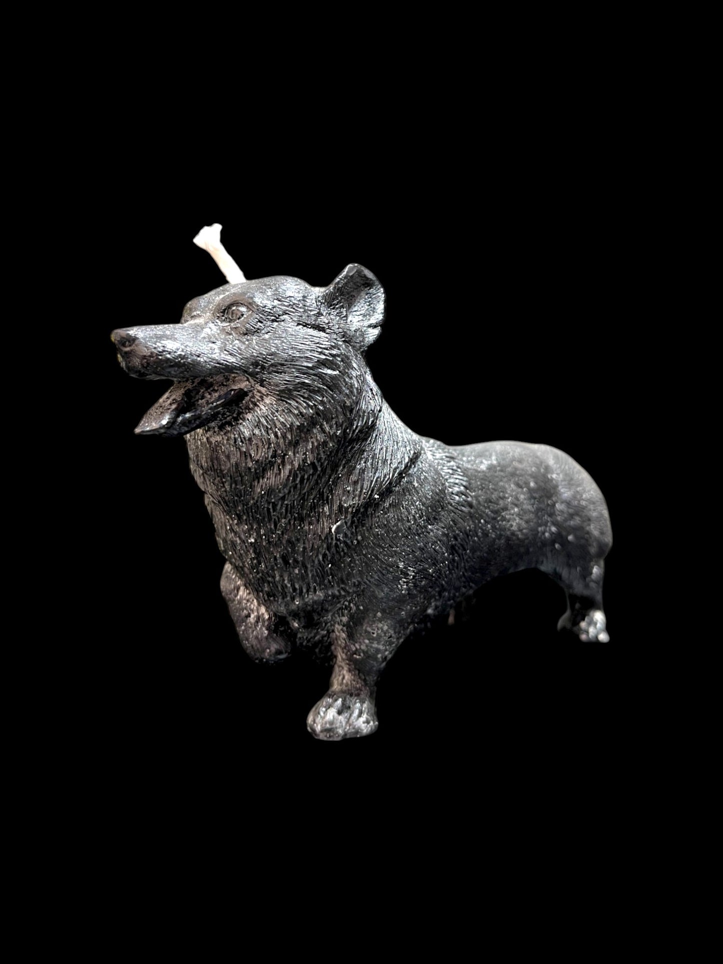 CORGI nero