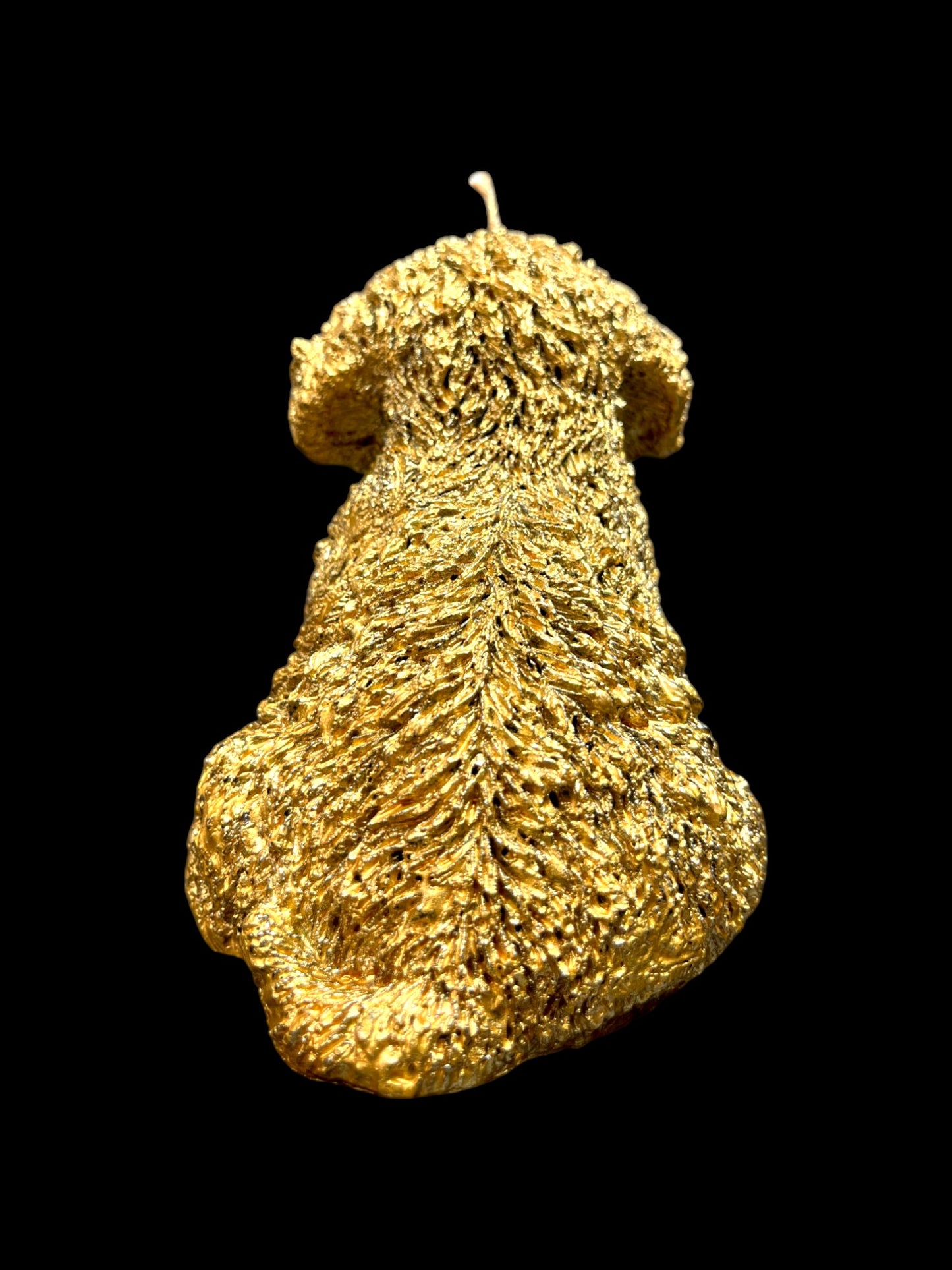 MALTIPOO oro