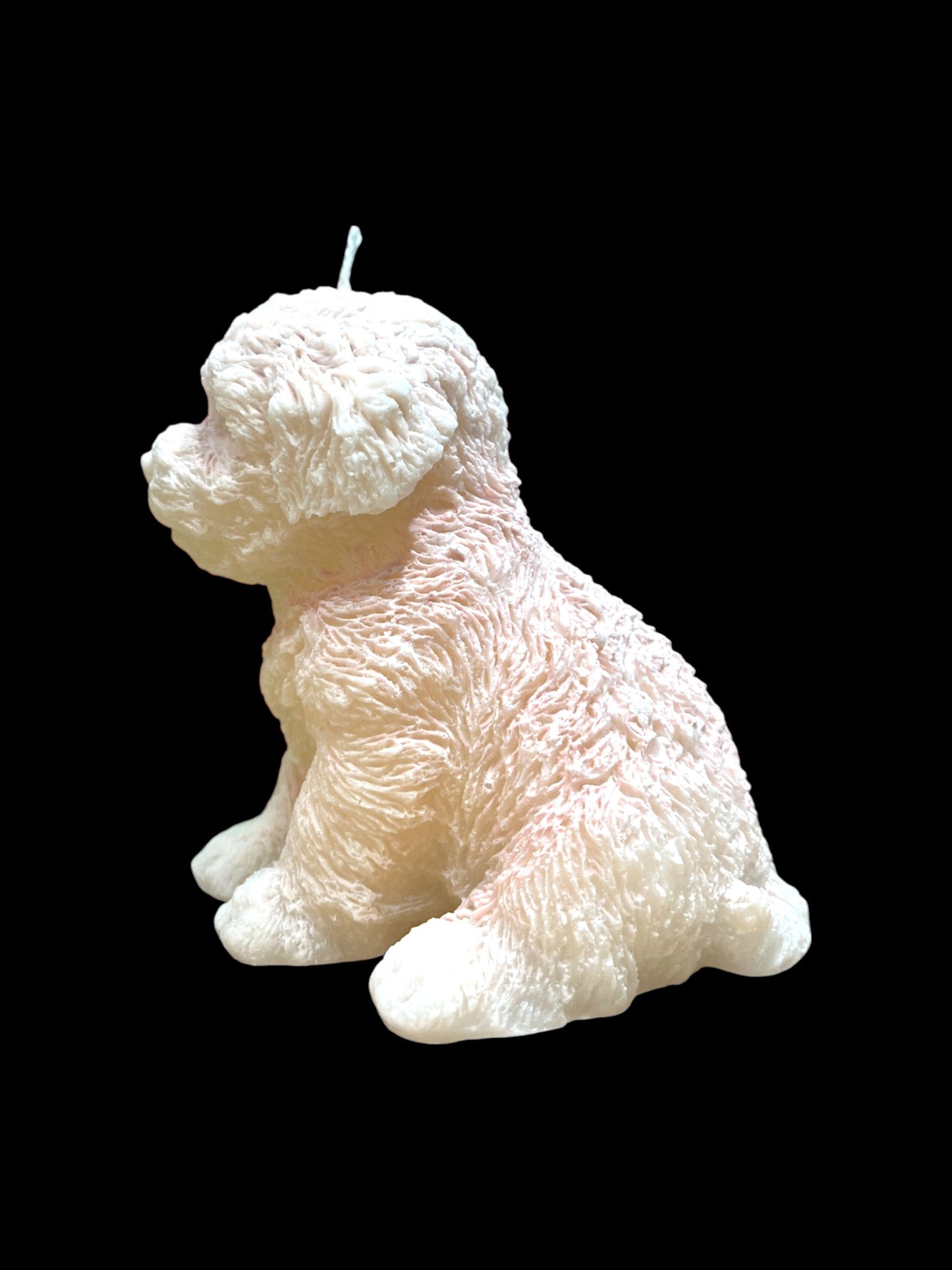 MALTIPOO bianco
