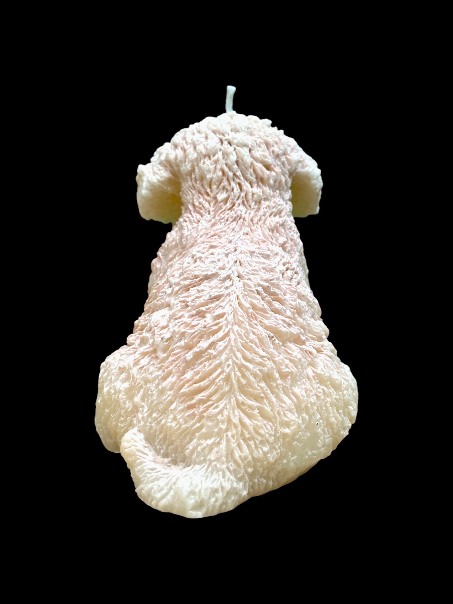 MALTIPOO bianco