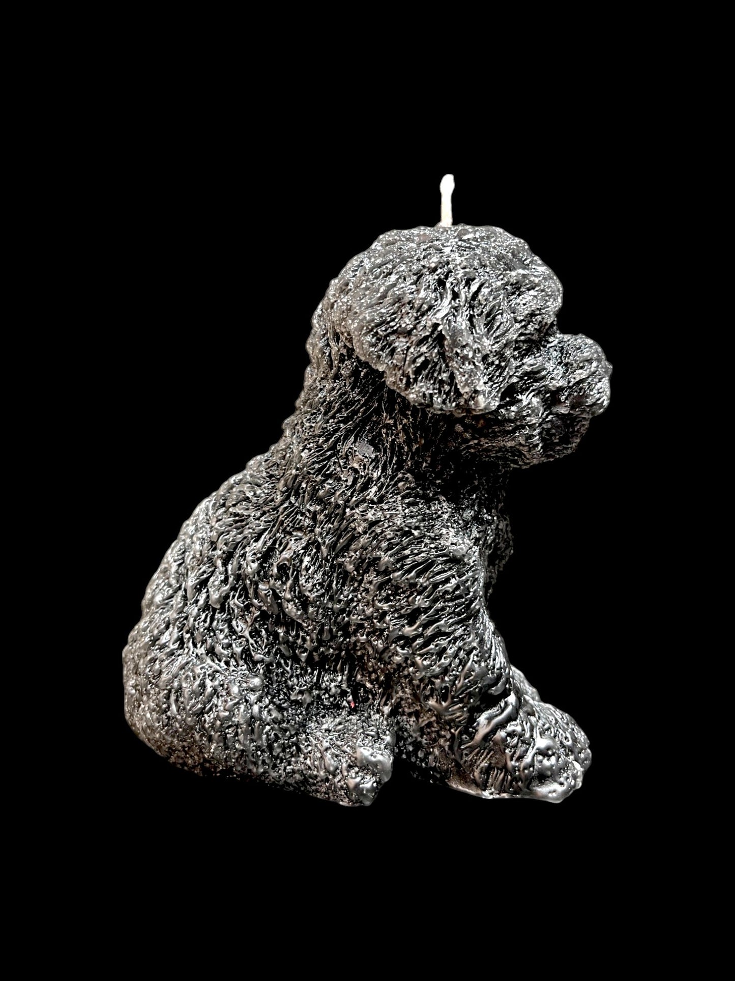 MALTIPOO nero