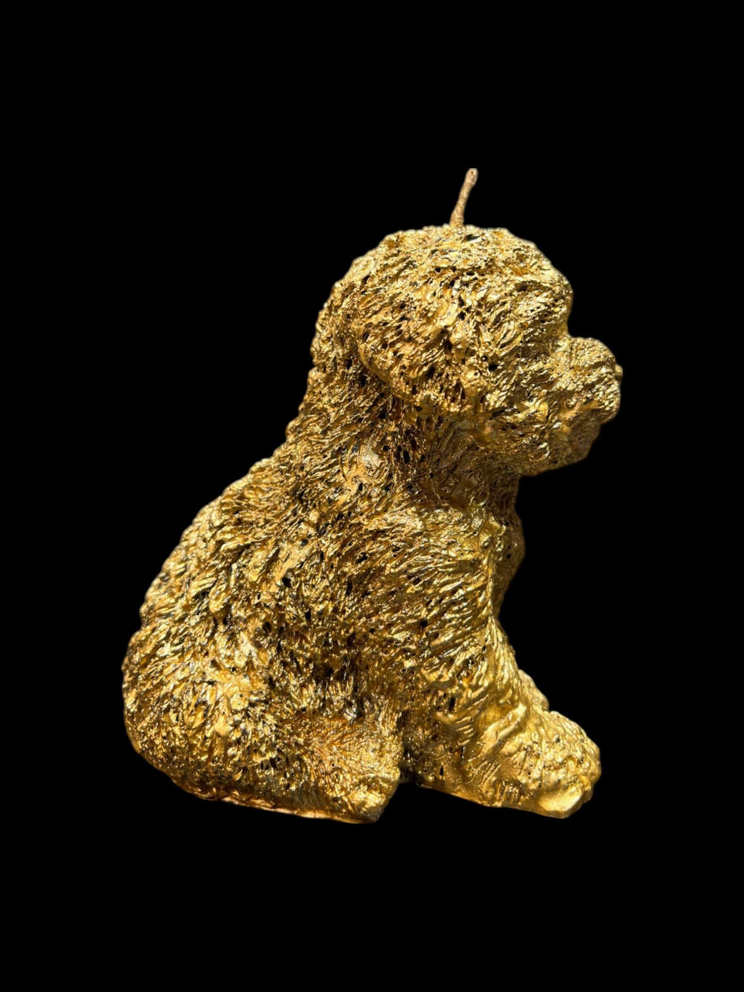 MALTIPOO oro