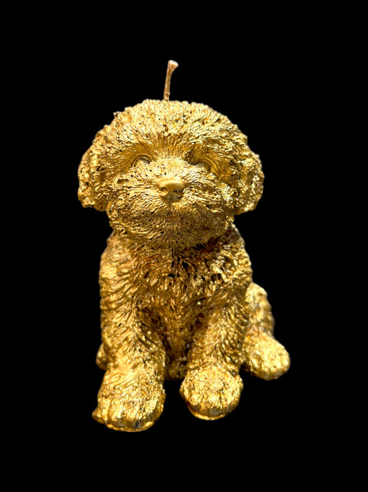 MALTIPOO oro