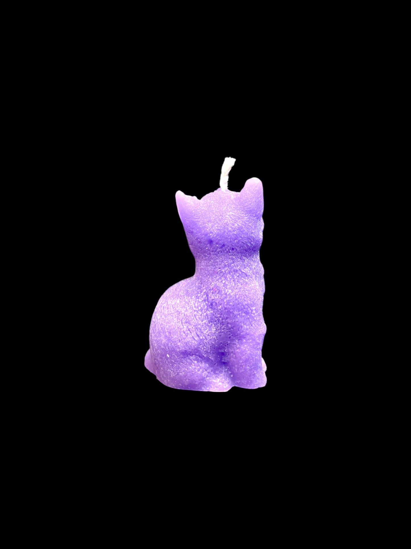 GATTO viola