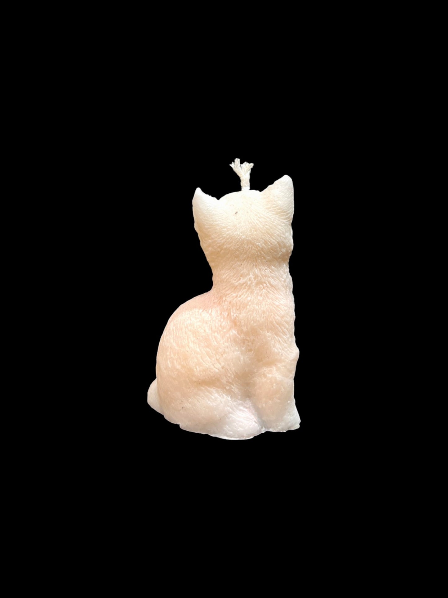 GATTO bianco